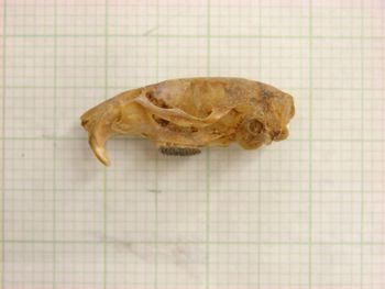 Media type: image;   Mammalogy 26358